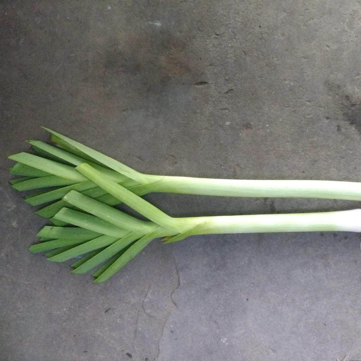 American Flag Leek vendor-unknown