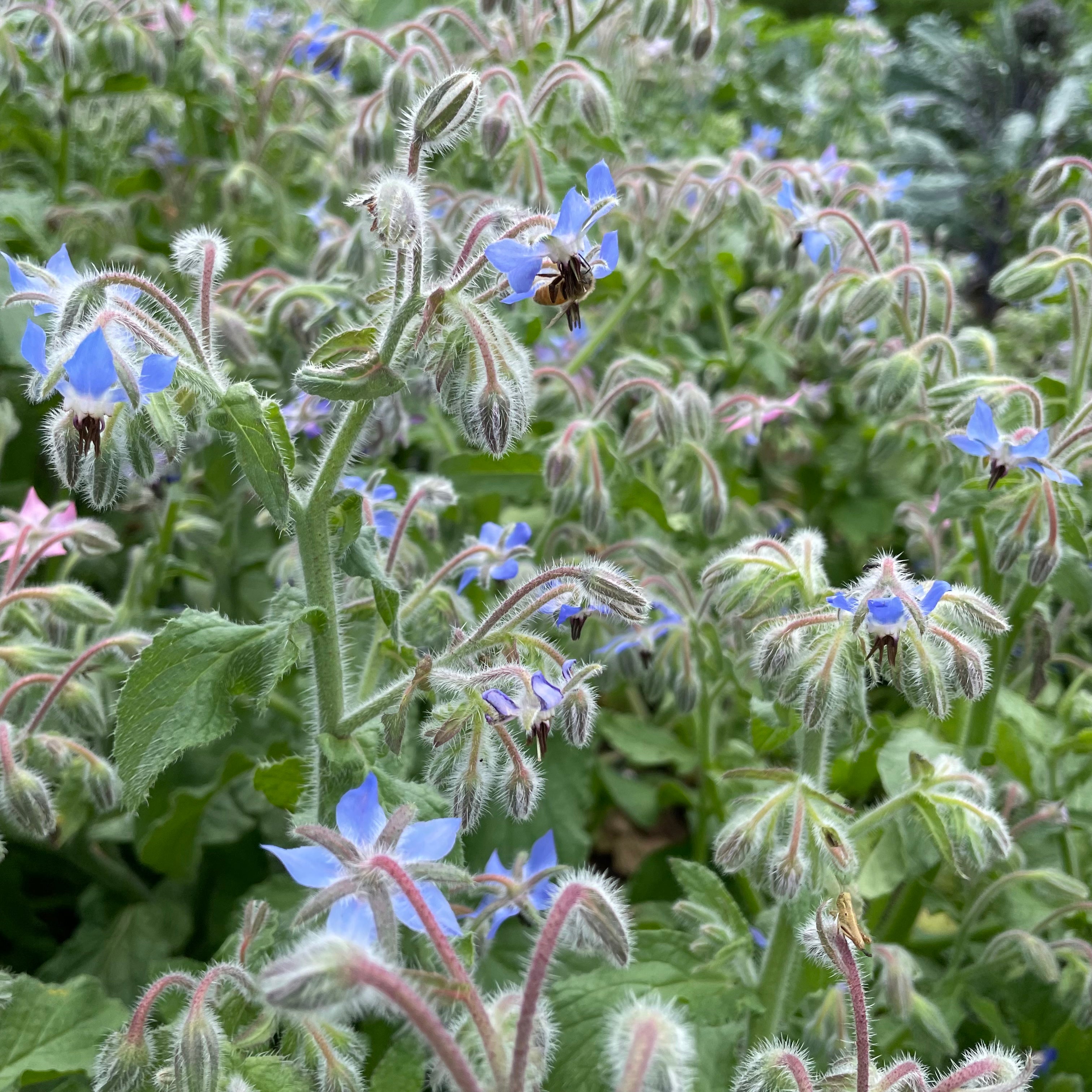 borage plant seeds Borage Organic Seeds 100 Seeds / Organic