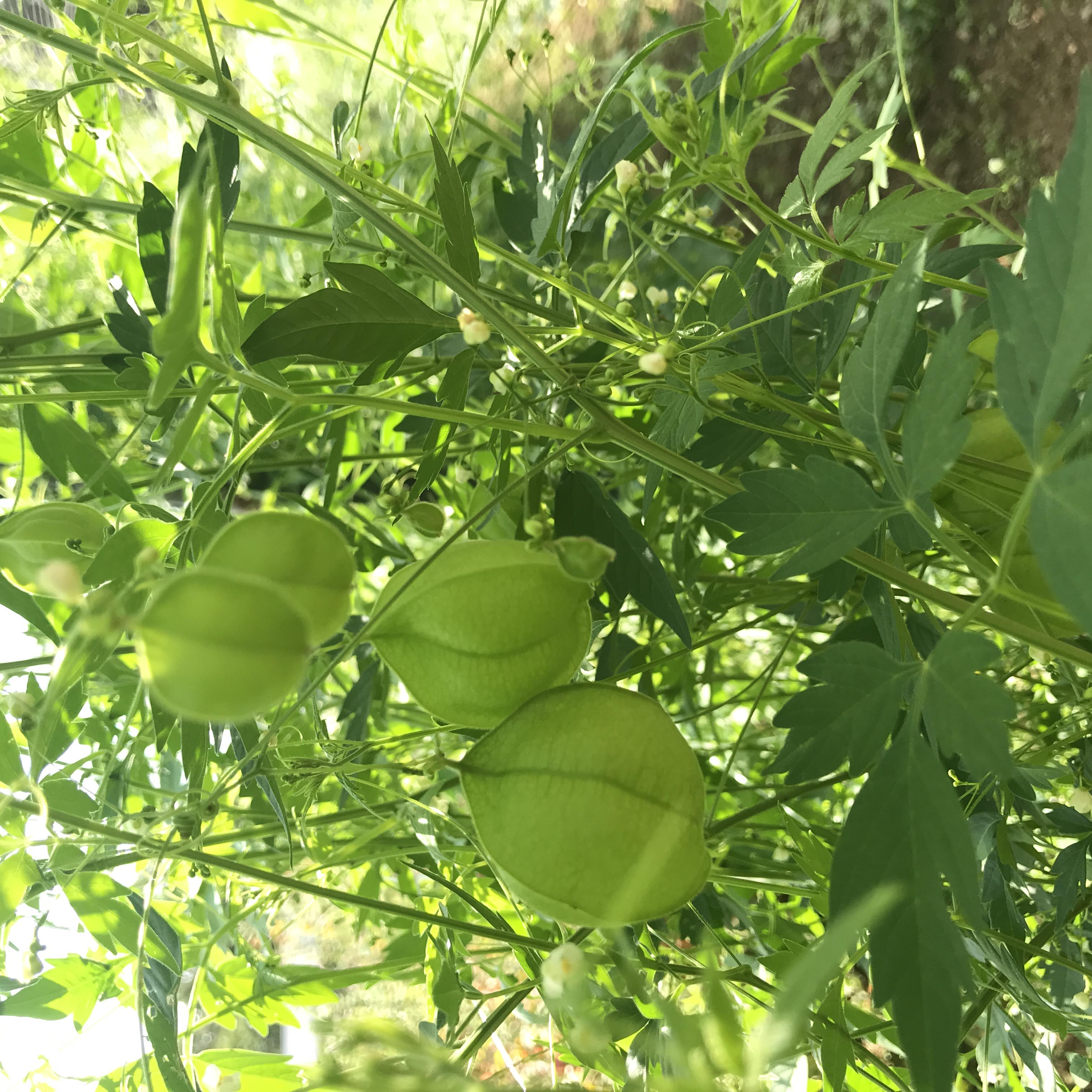 balloon plant seed pod Balloon Vine Seeds Art Pack