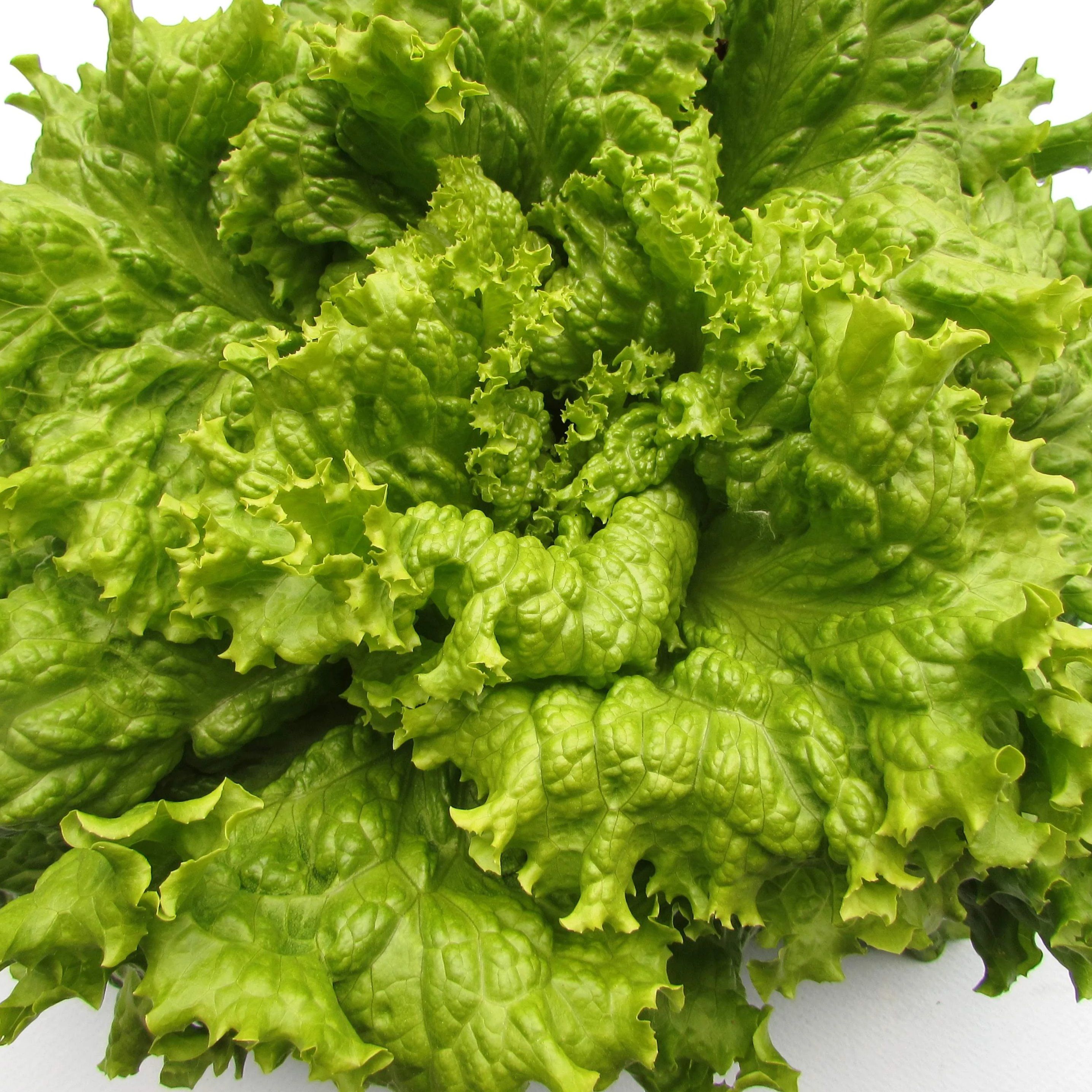 black seeded simpson lettuce planting Black Seeded Simpson Lettuce