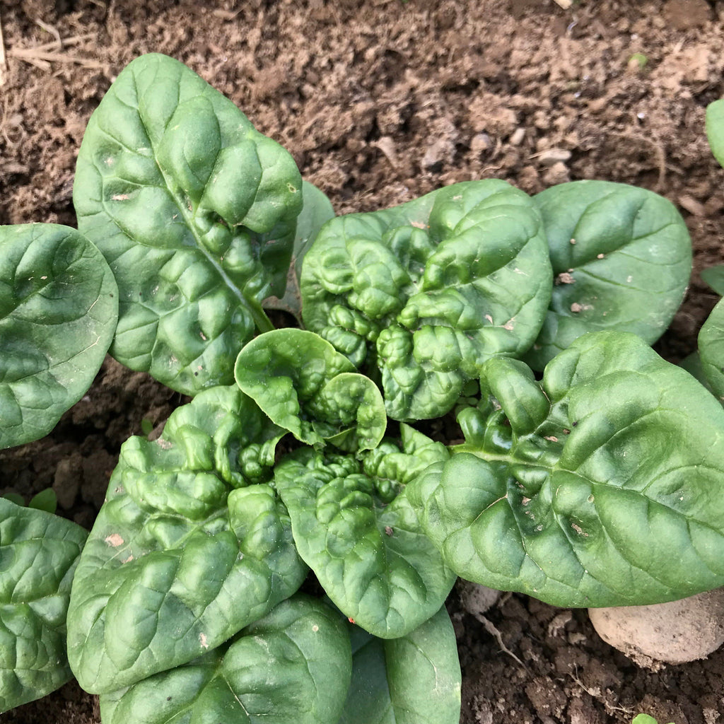 Bloomsdale Spinach Organic Seeds Hudson Valley Seed Company