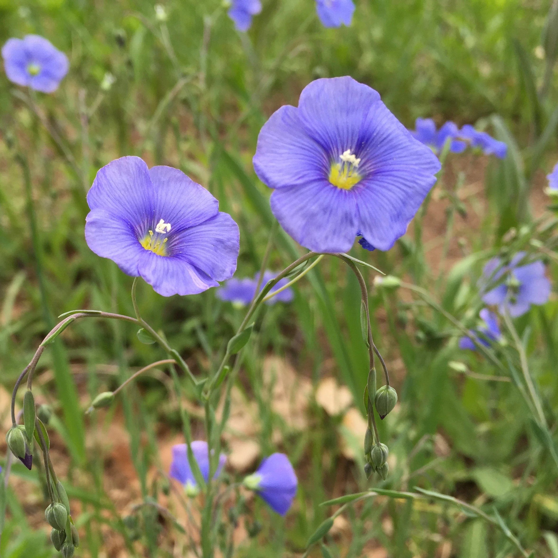 flax seed plant leaves Blue Flax Seeds 100 Seeds