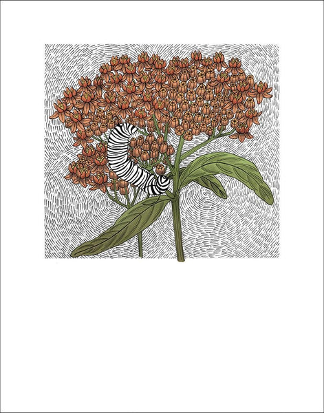 Butterfly Weed Fine Art Print vendor-unknown
