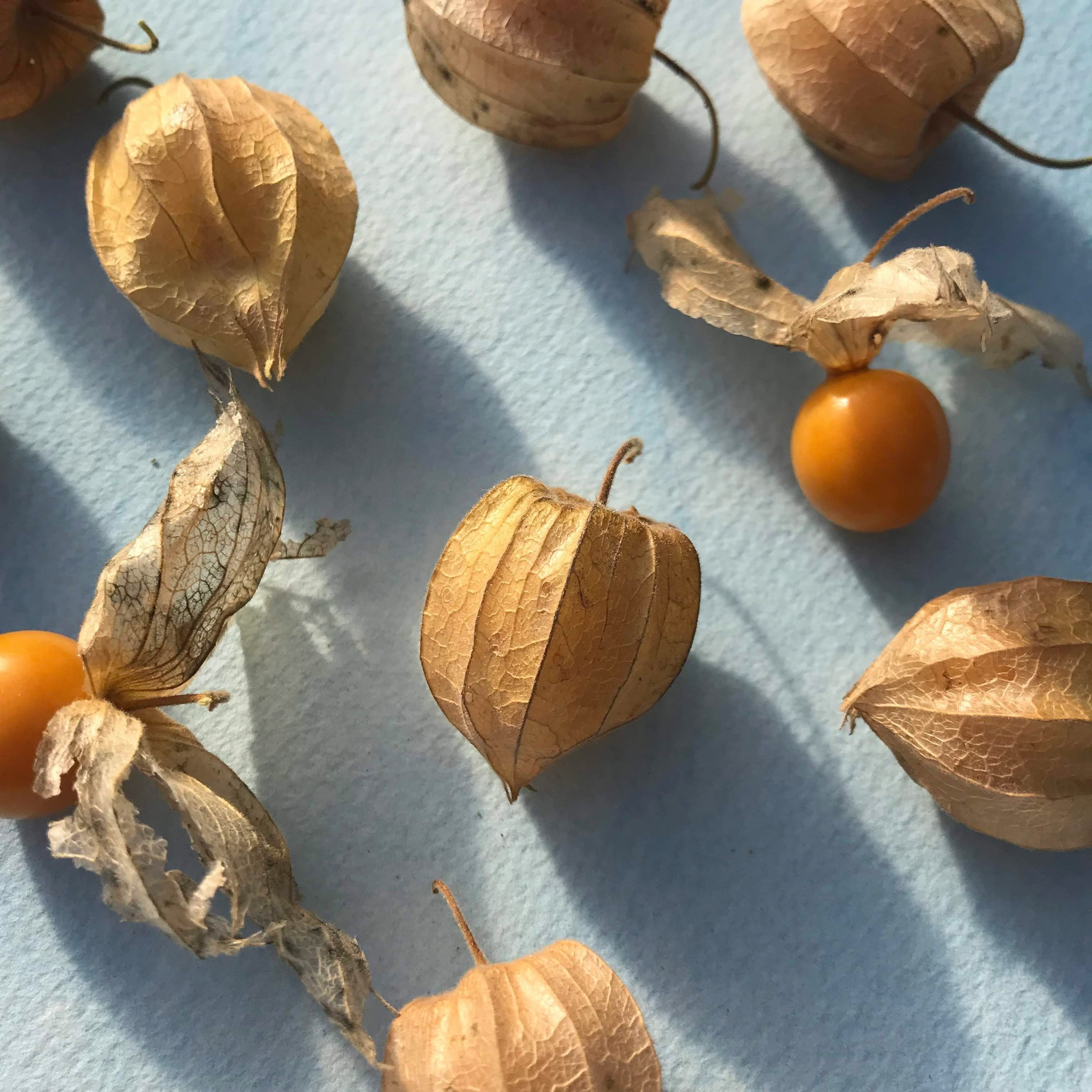 plant gooseberry seeds Cape Gooseberries Organic Seeds 50 Seeds / Organic