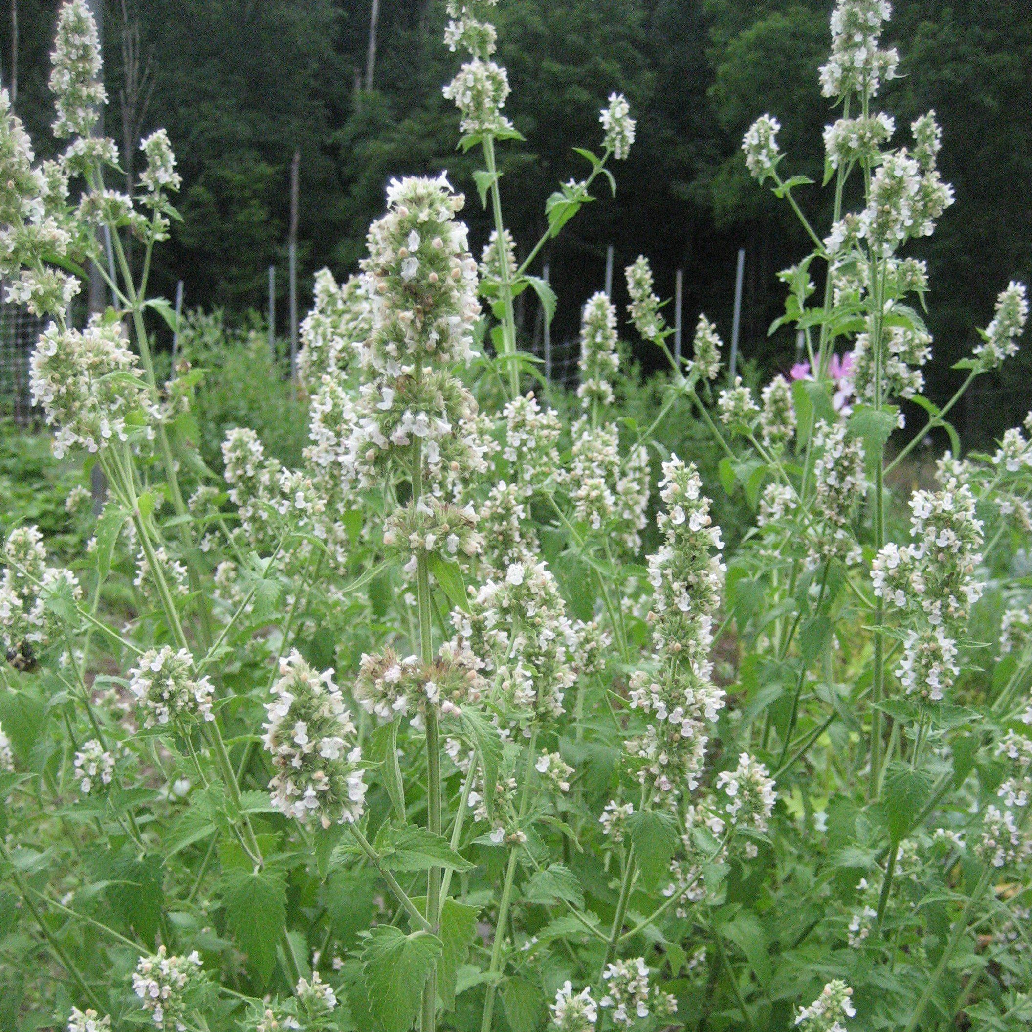 catnip plant seeds Catnip Organic Seeds 200 Seeds / Organic