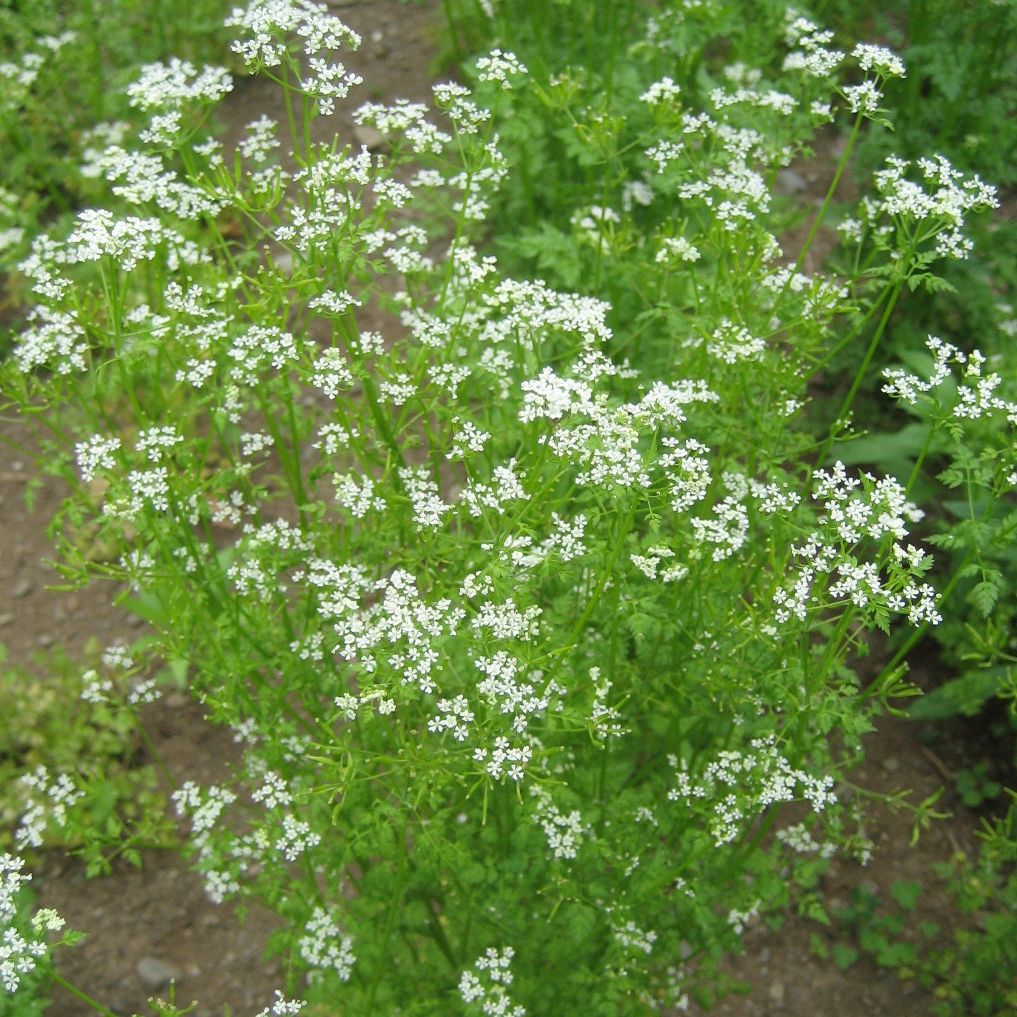 planting chervil seeds Chervil Organic Seeds 200 Seeds