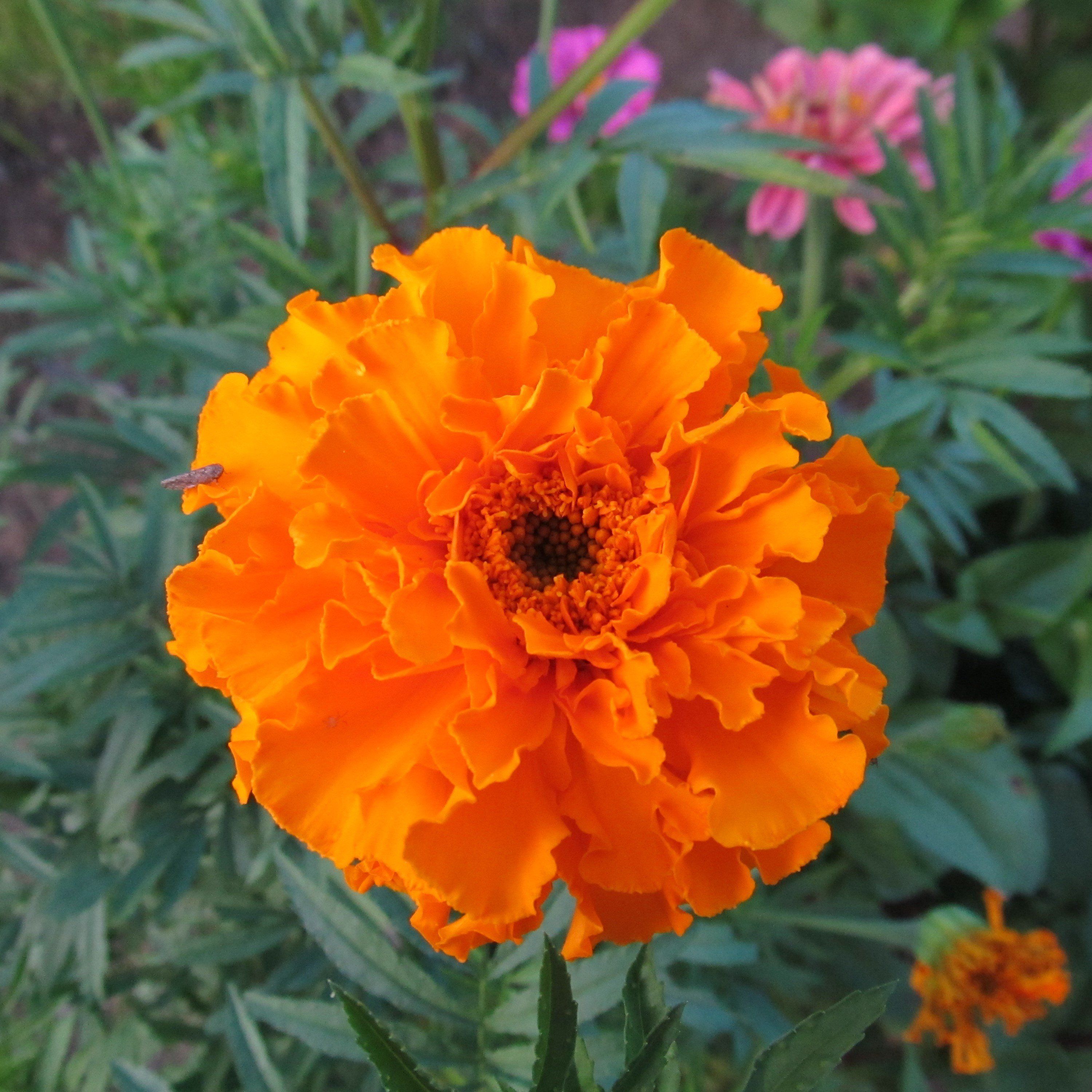 marigold crackerjack seeds Crackerjack Mix African Marigold Seedlings