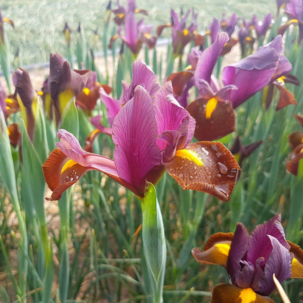 Dutch Iris "Red Ember" vendor-unknown