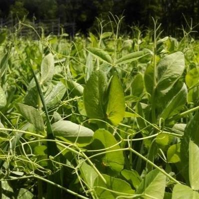garden pea seed Field Pea Cover Crop Organic Seeds 1 Pound / Organic