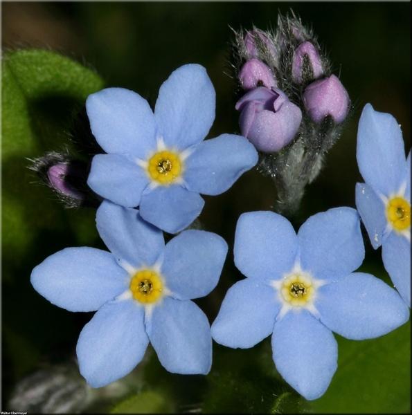 forget me not flower seeds bulk Forget-Me-Not