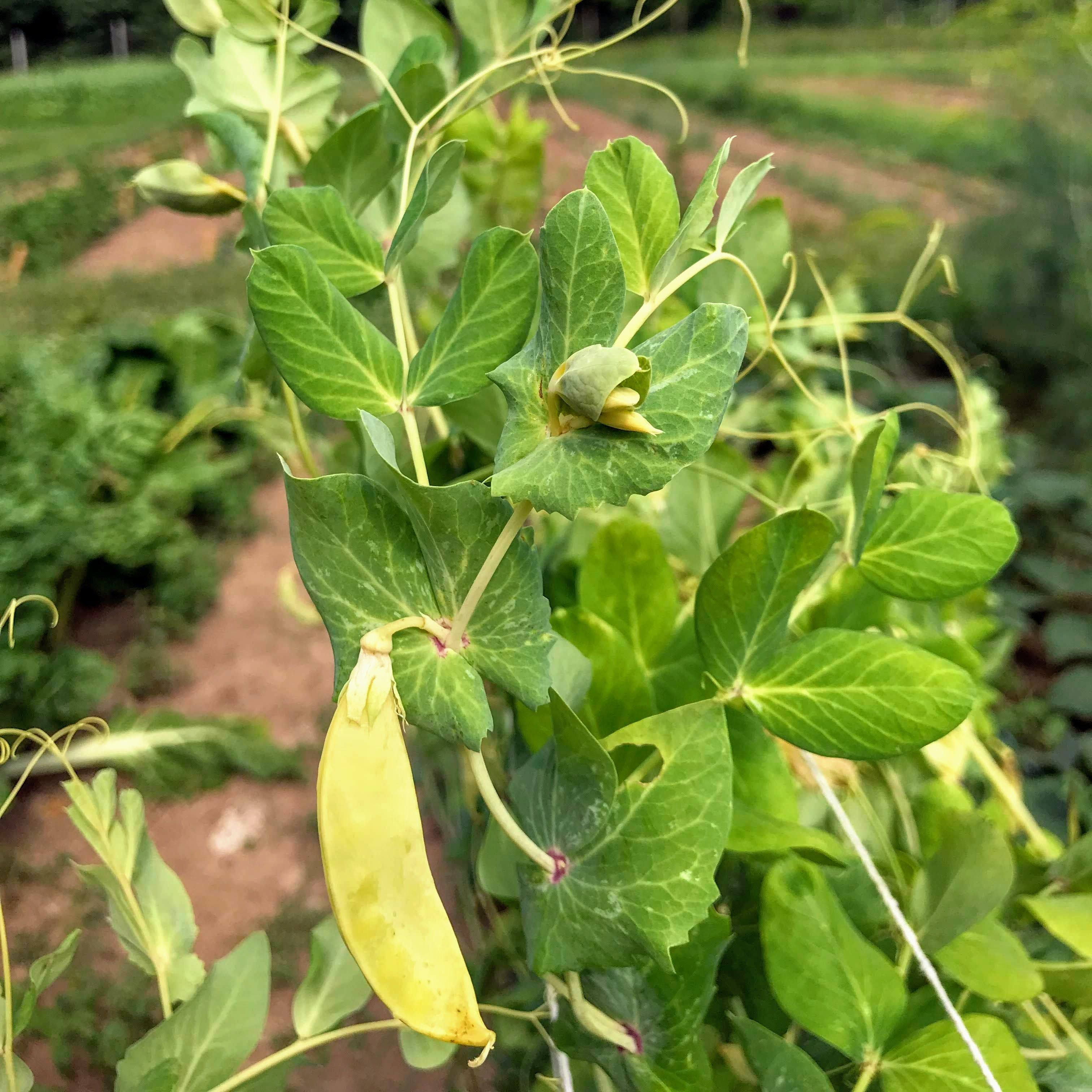 seeds of pea plant Golden Sweet Snow Pea Organic Seeds 4 Ounces / Organic