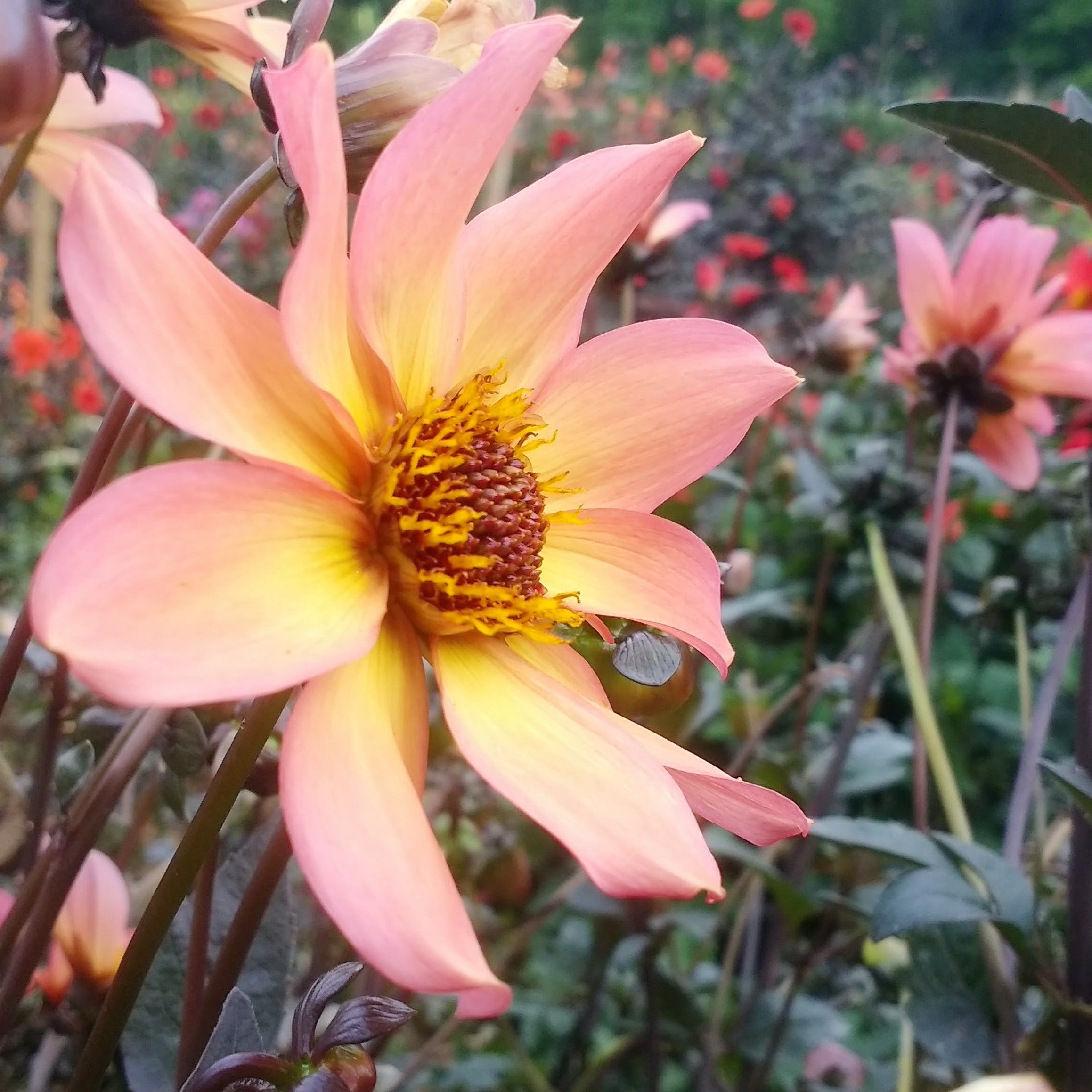 Glowing Ember Dahlia Tuber