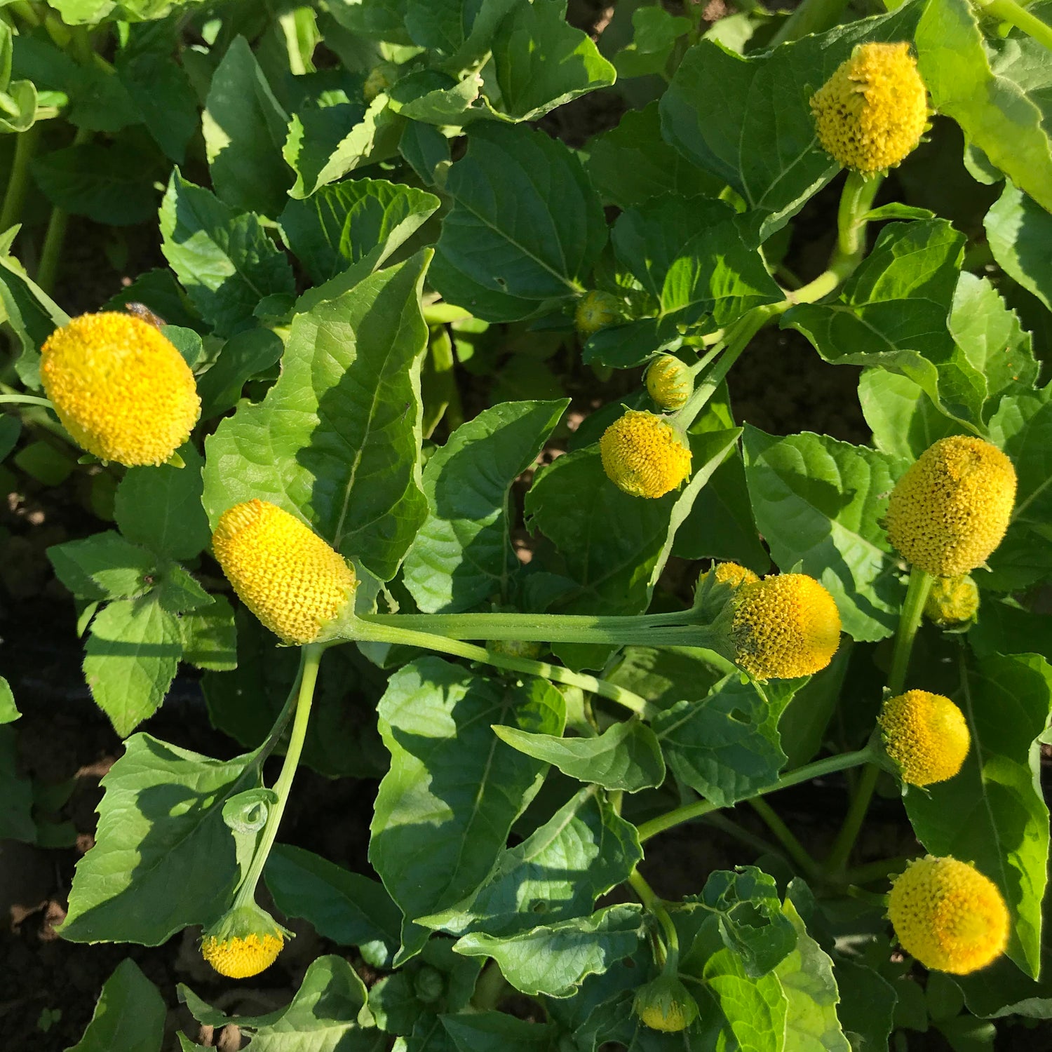 Spilanthes Seedlings