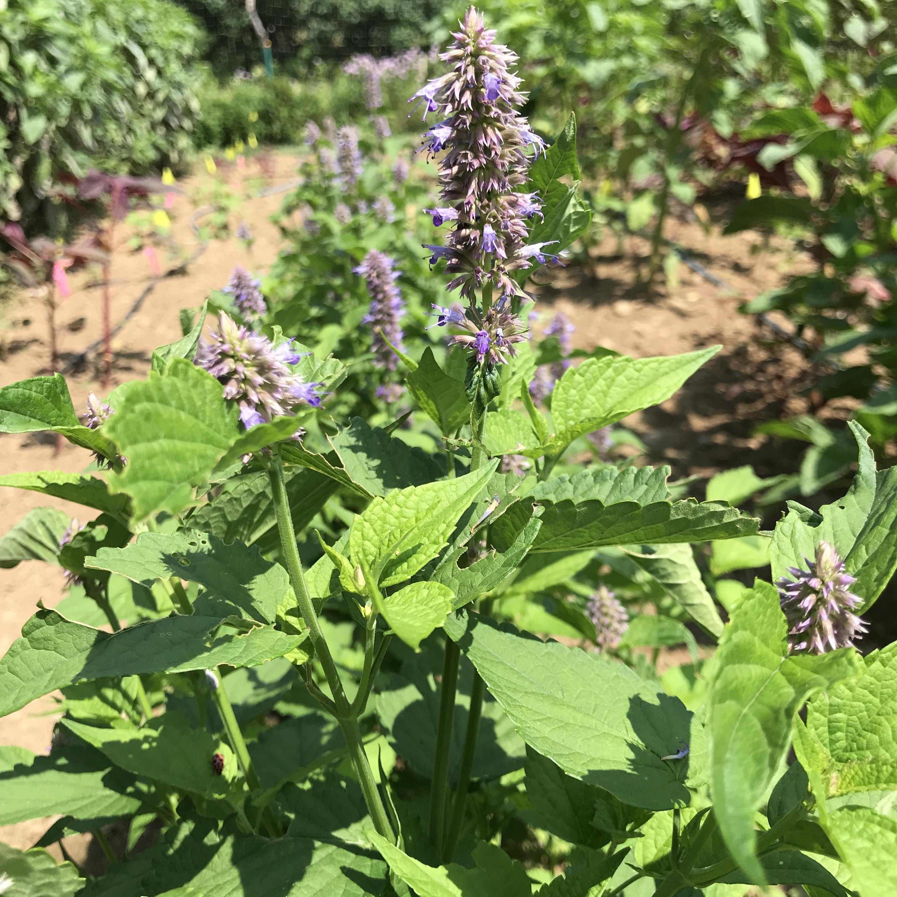korean plant seeds Korean Mint Organic Seeds 250 Seeds / Organic