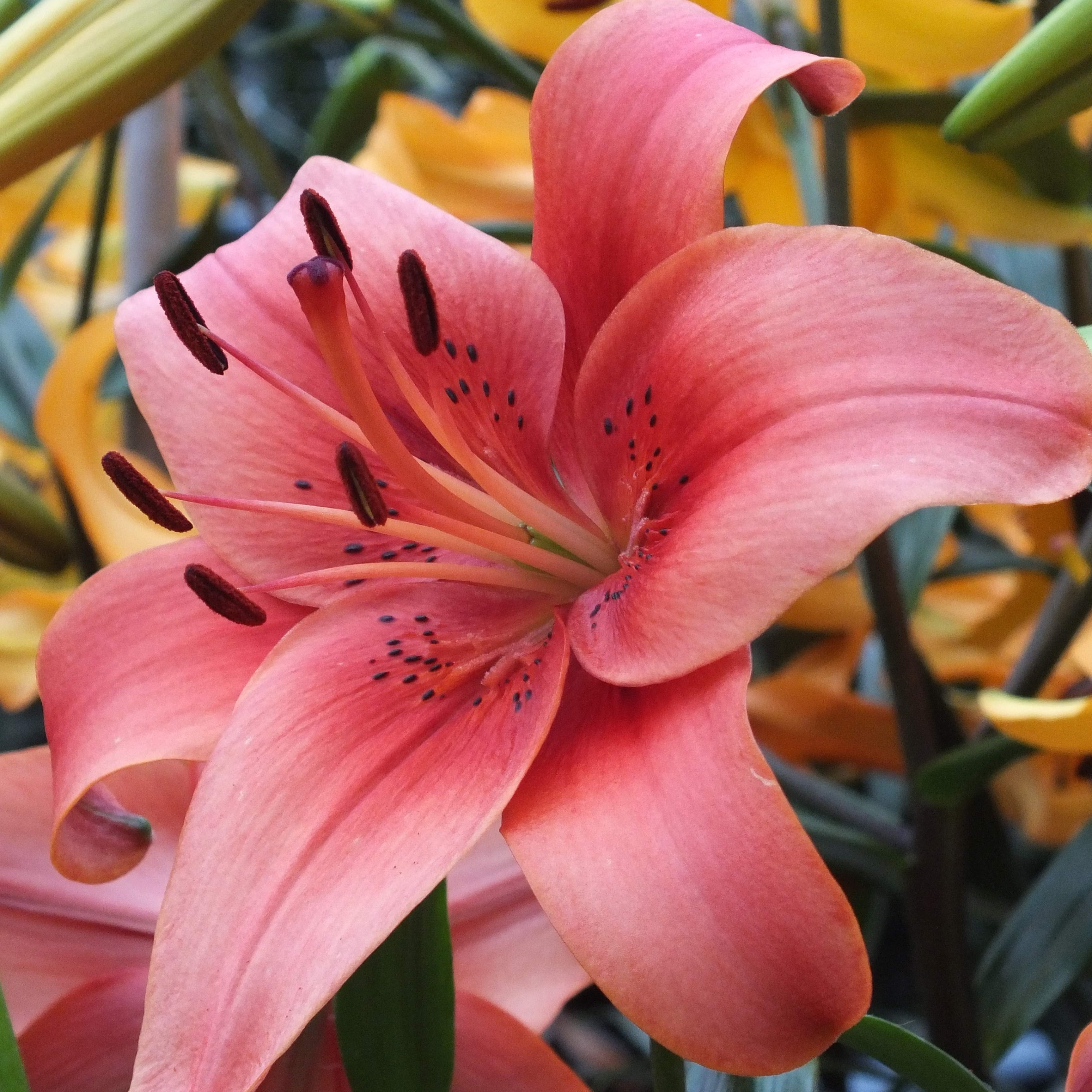 asiatic lily wiki Asiatic Lily 'Pearl Loraine'