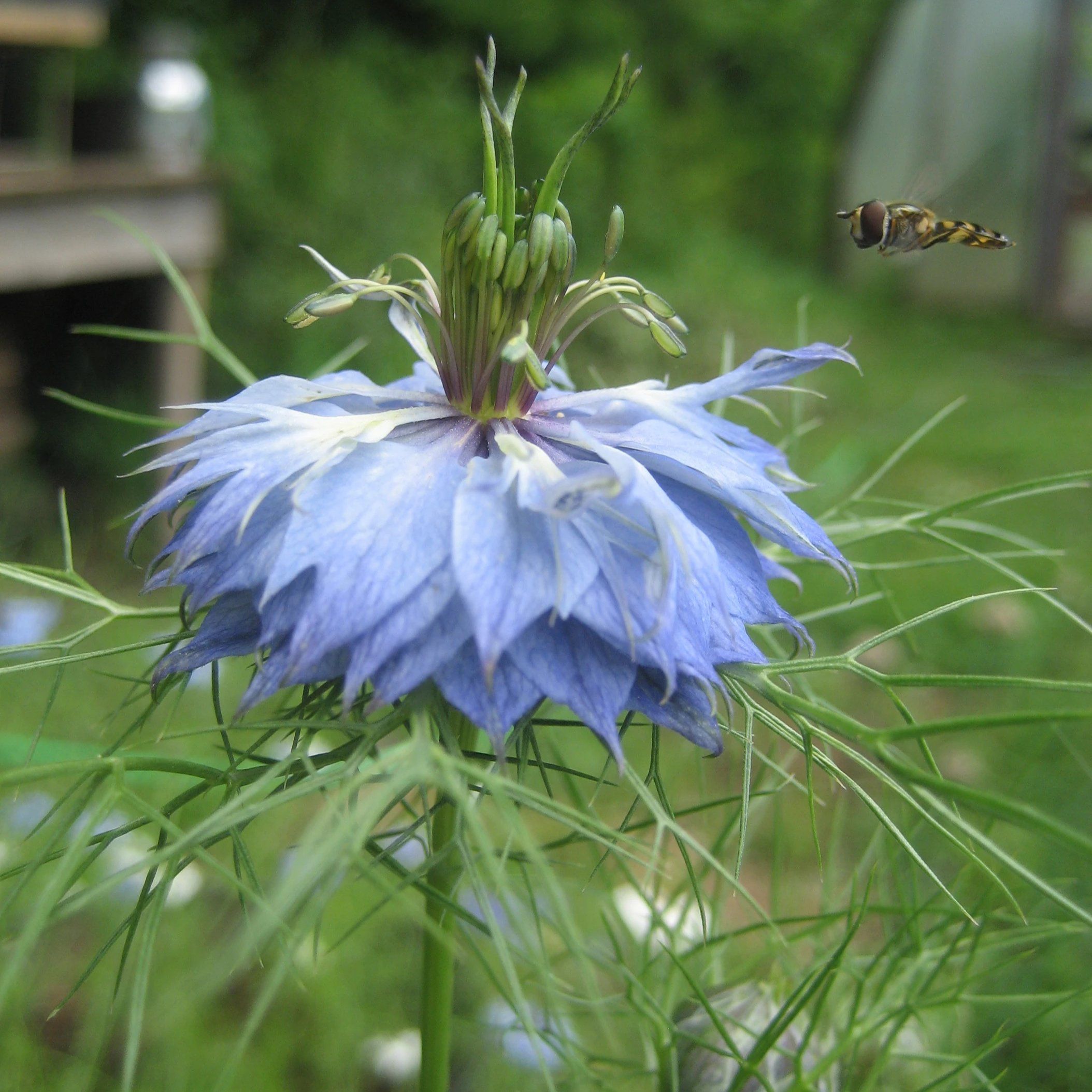 love in mist flower seeds Love in a Mist Flower