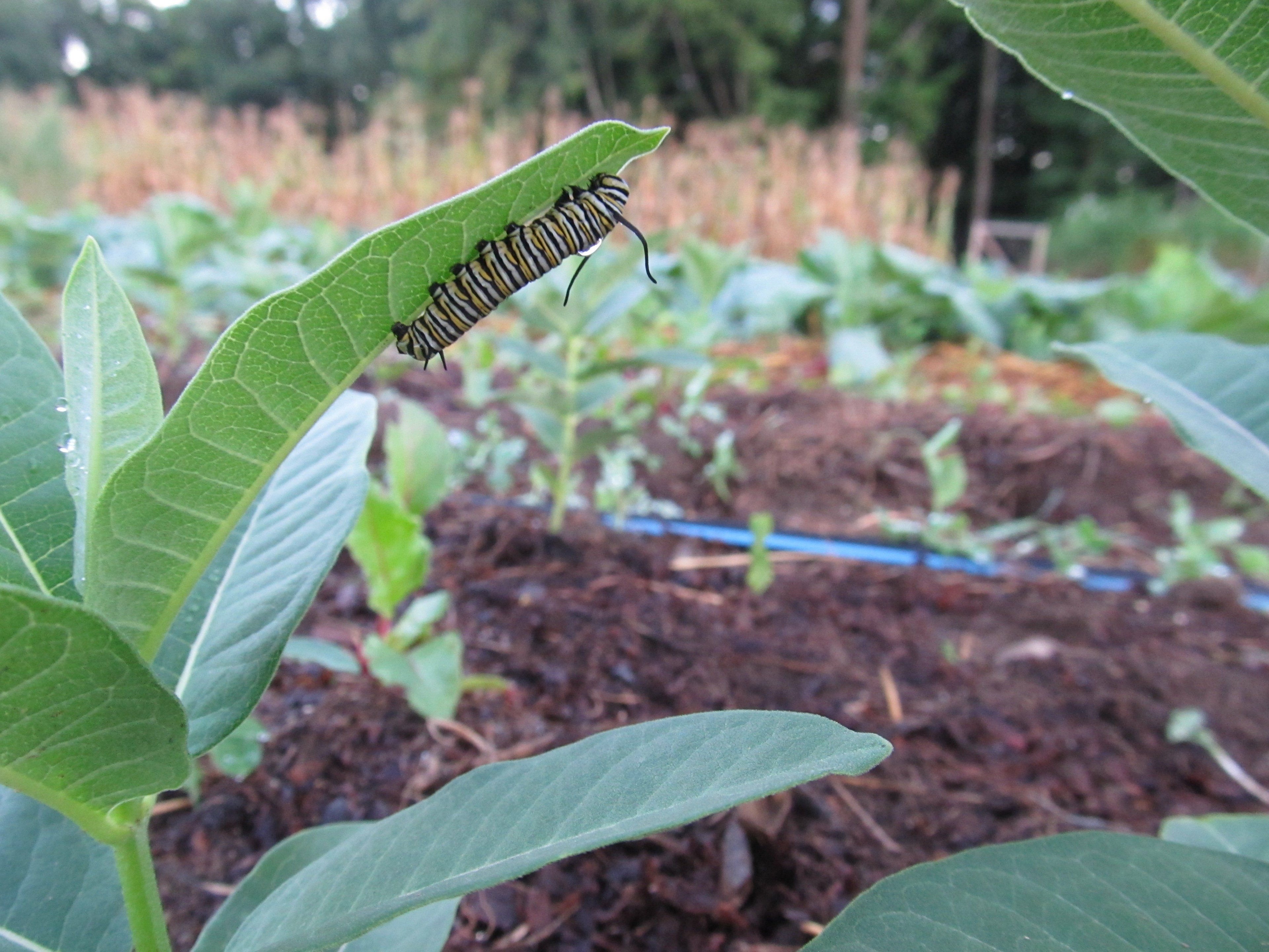 Milkweed Seedlings