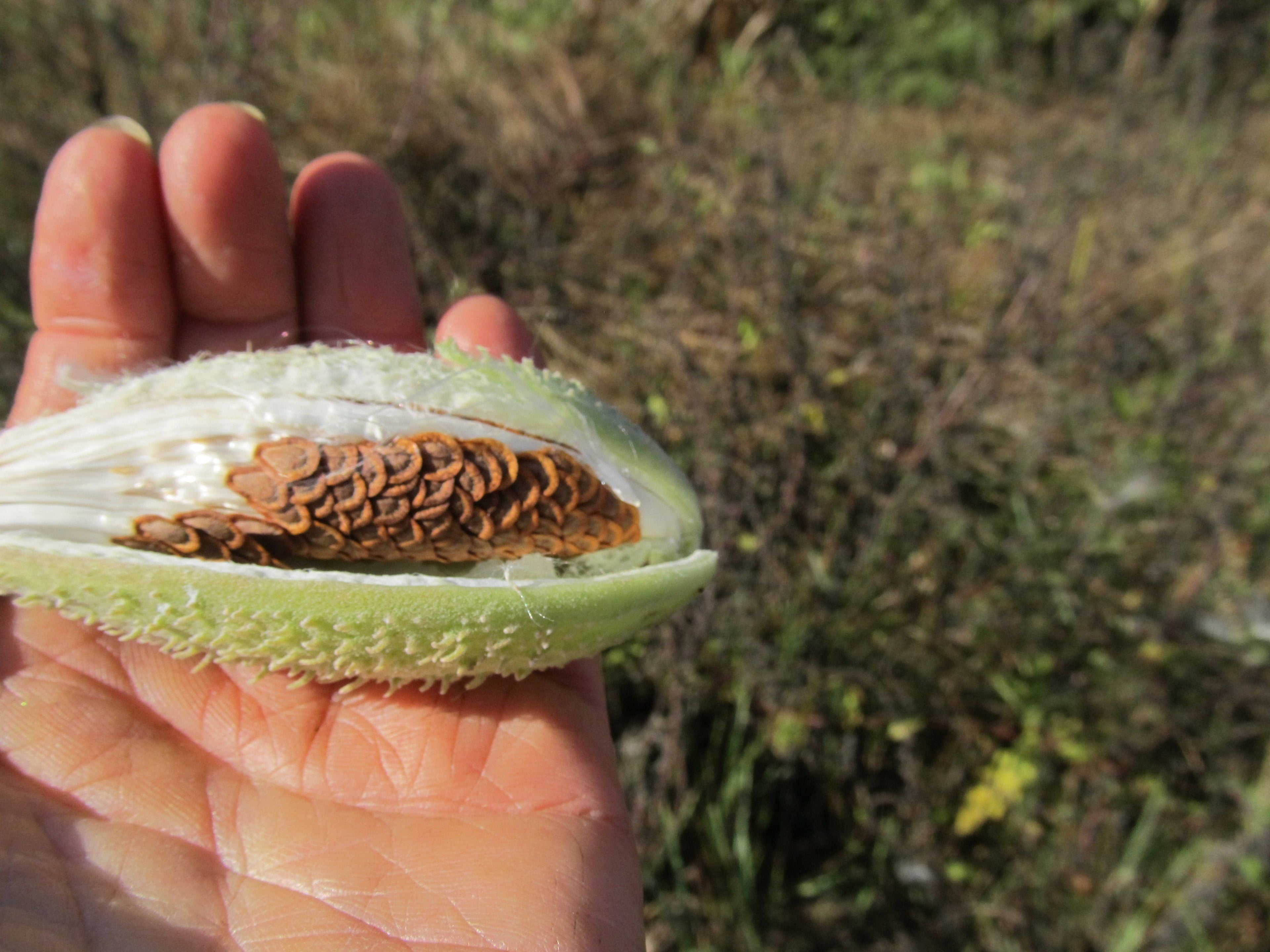 Milkweed Seedlings