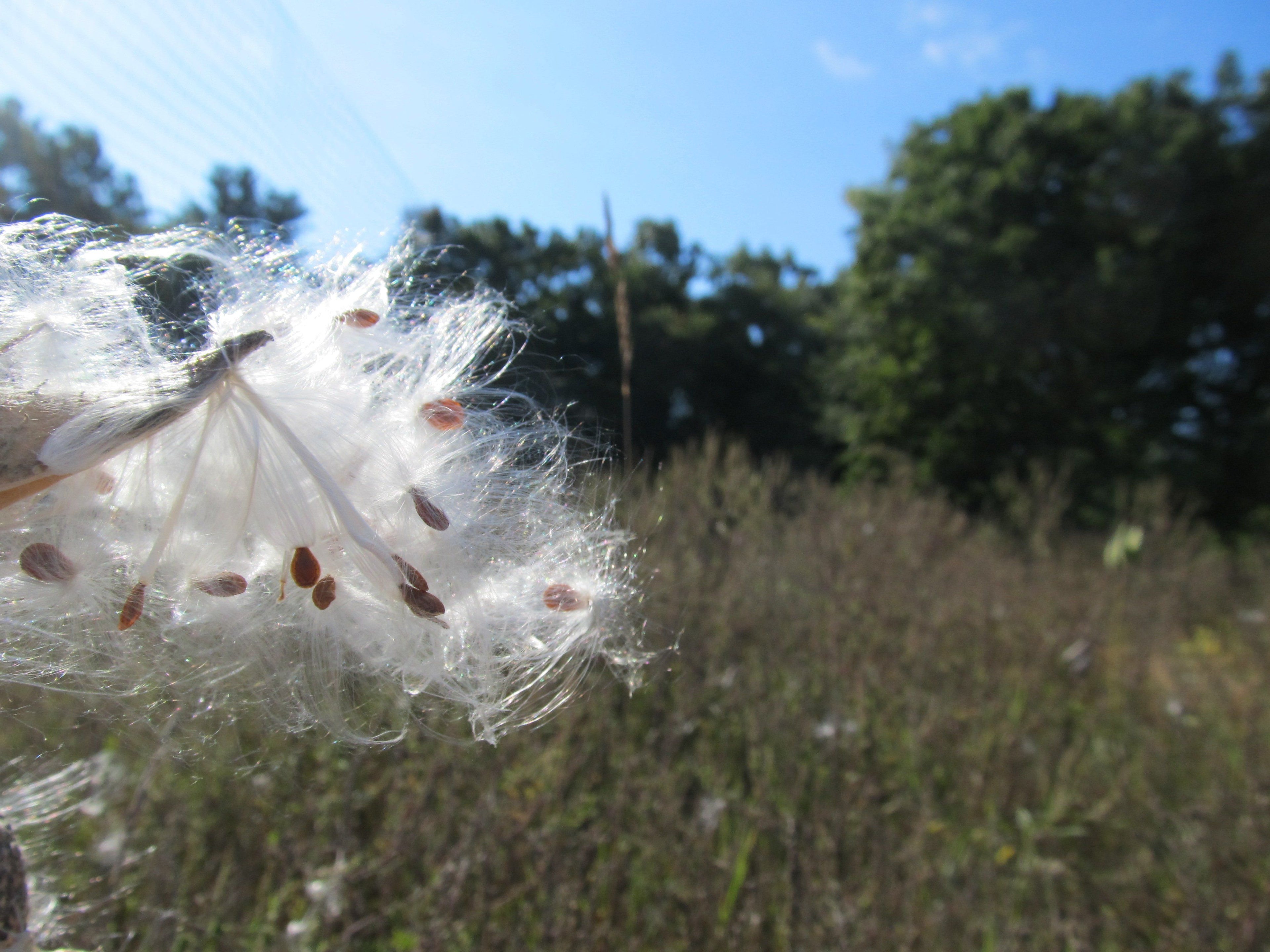 Milkweed Seedlings
