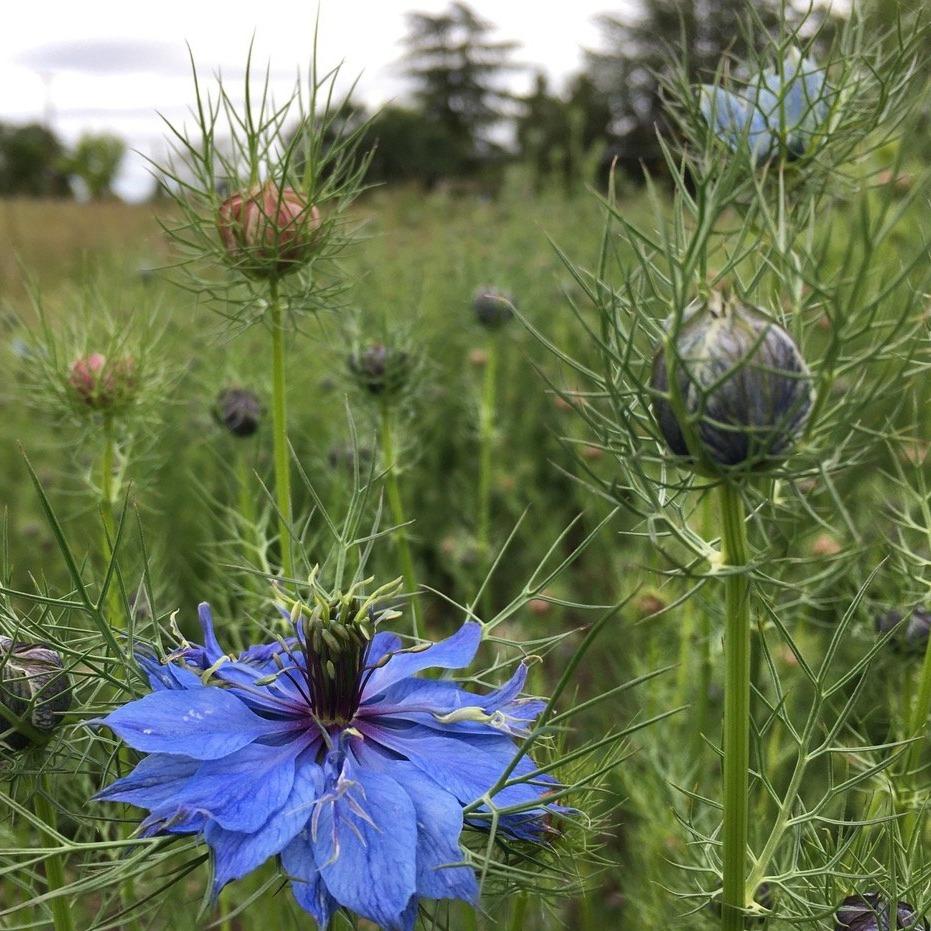 nigella flower seeds Miss Jekyll Nigella Mix Organic Seeds 200 Seeds / Organic