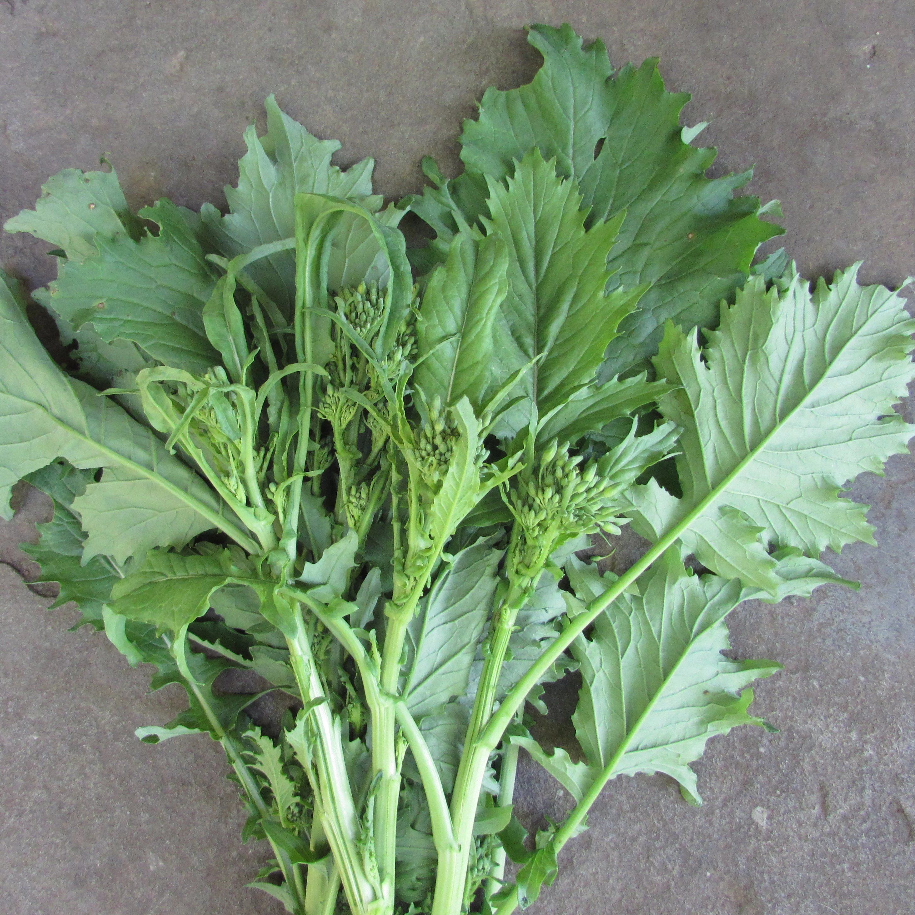planting broccoli rabe seeds Novantina Broccoli Raab