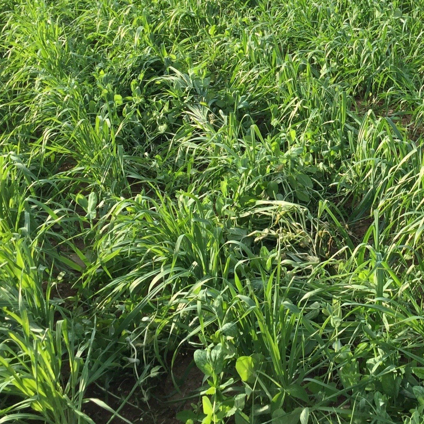 oat seed plant Oats Cover Crop Organic Seeds 1/2 Pound / Organic