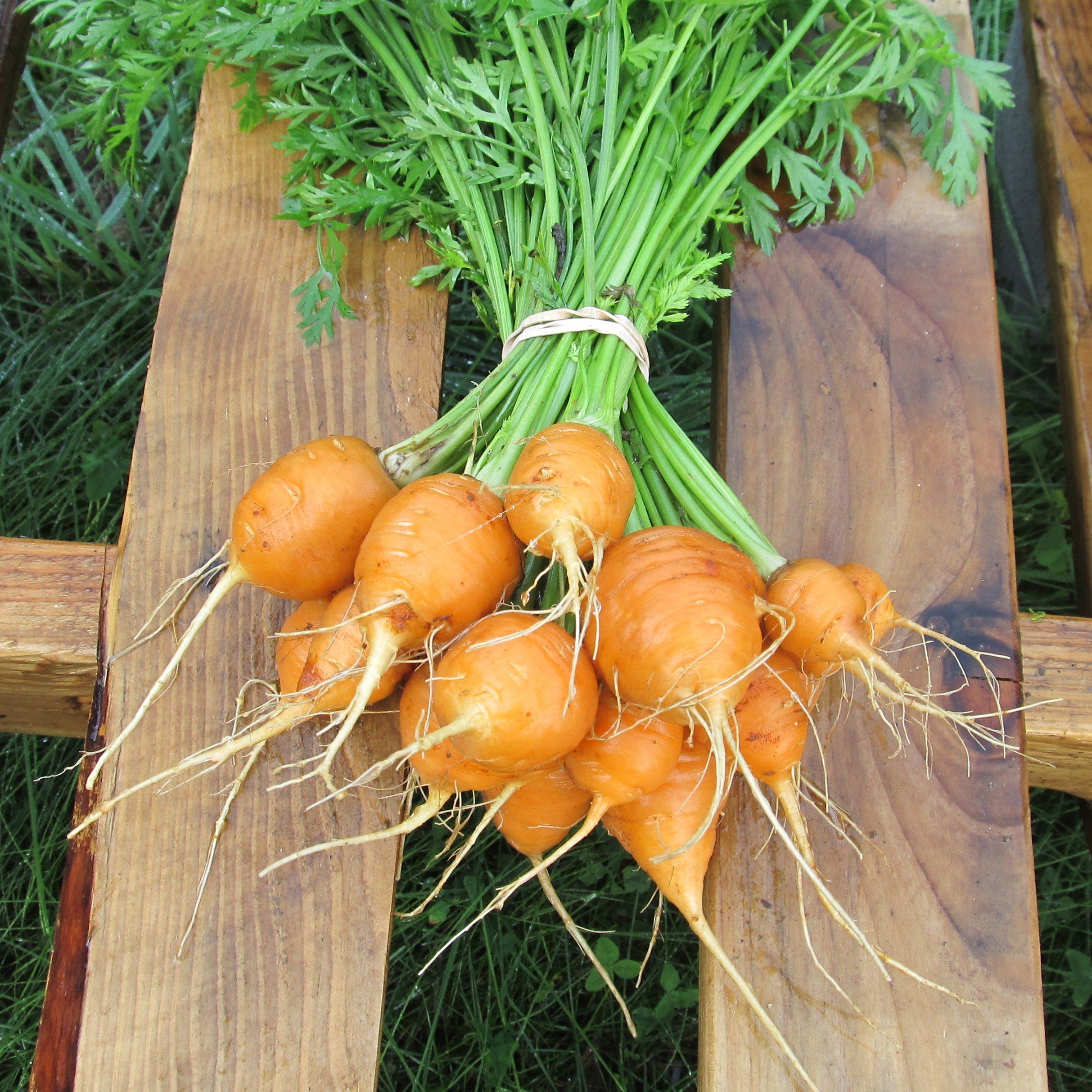 plant carrot seed Parisian Carrot Organic Seeds 500 Seeds / Organic
