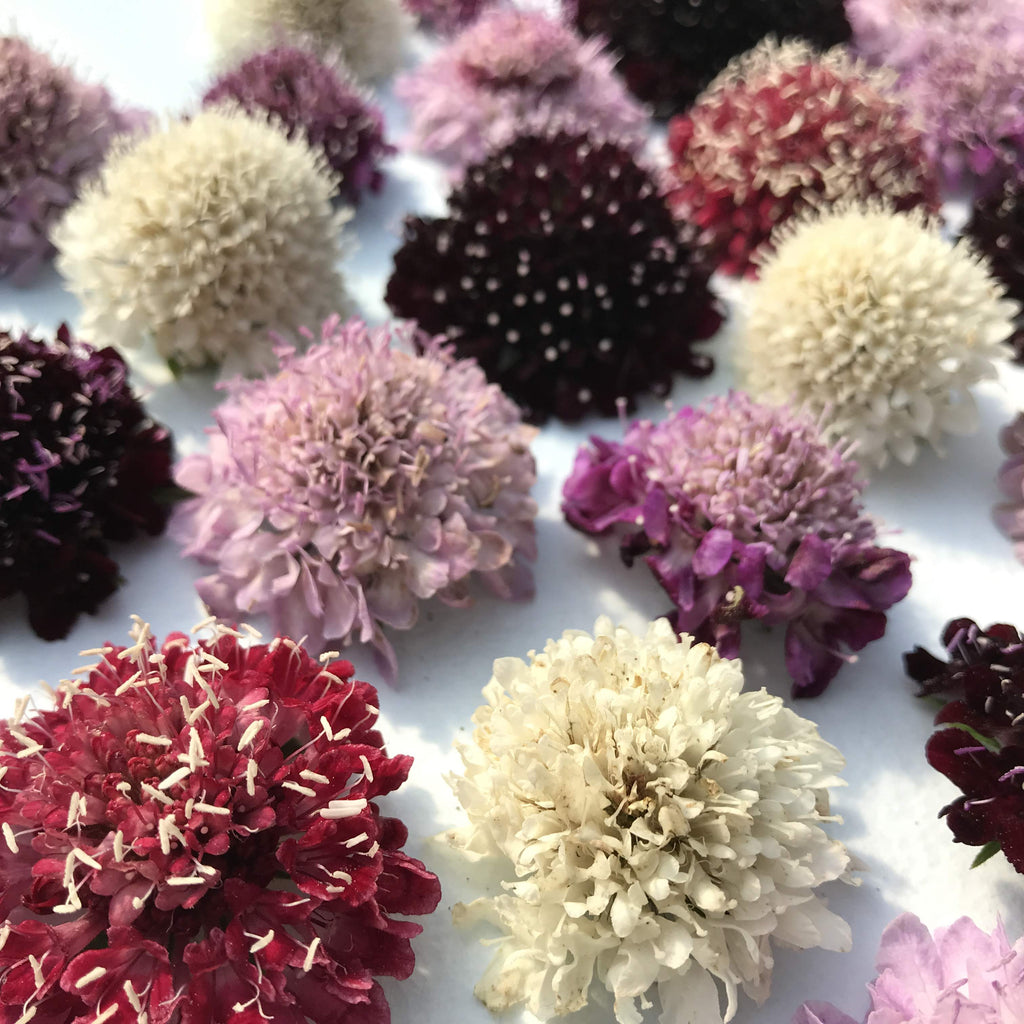 Pincushion Flower Mix Seeds Hudson Valley Seed Company