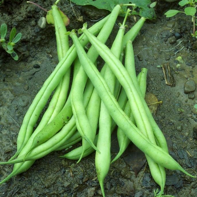 garden green bean seeds Provider Bush Green Bean Organic Seeds 50 Seeds / Organic