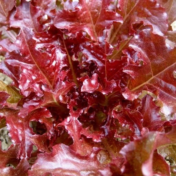salad plant seeds Red Salad Bowl Lettuce Organic Seeds 2 Ounces