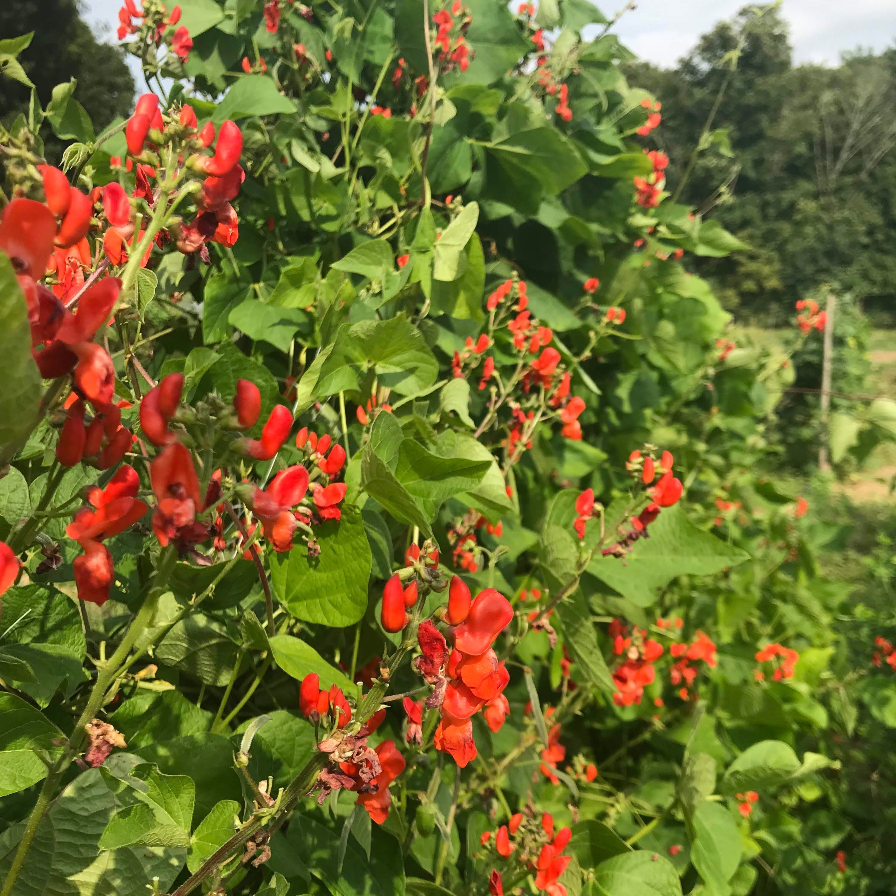prayer bean plant Scarlet Emperor Runner Bean