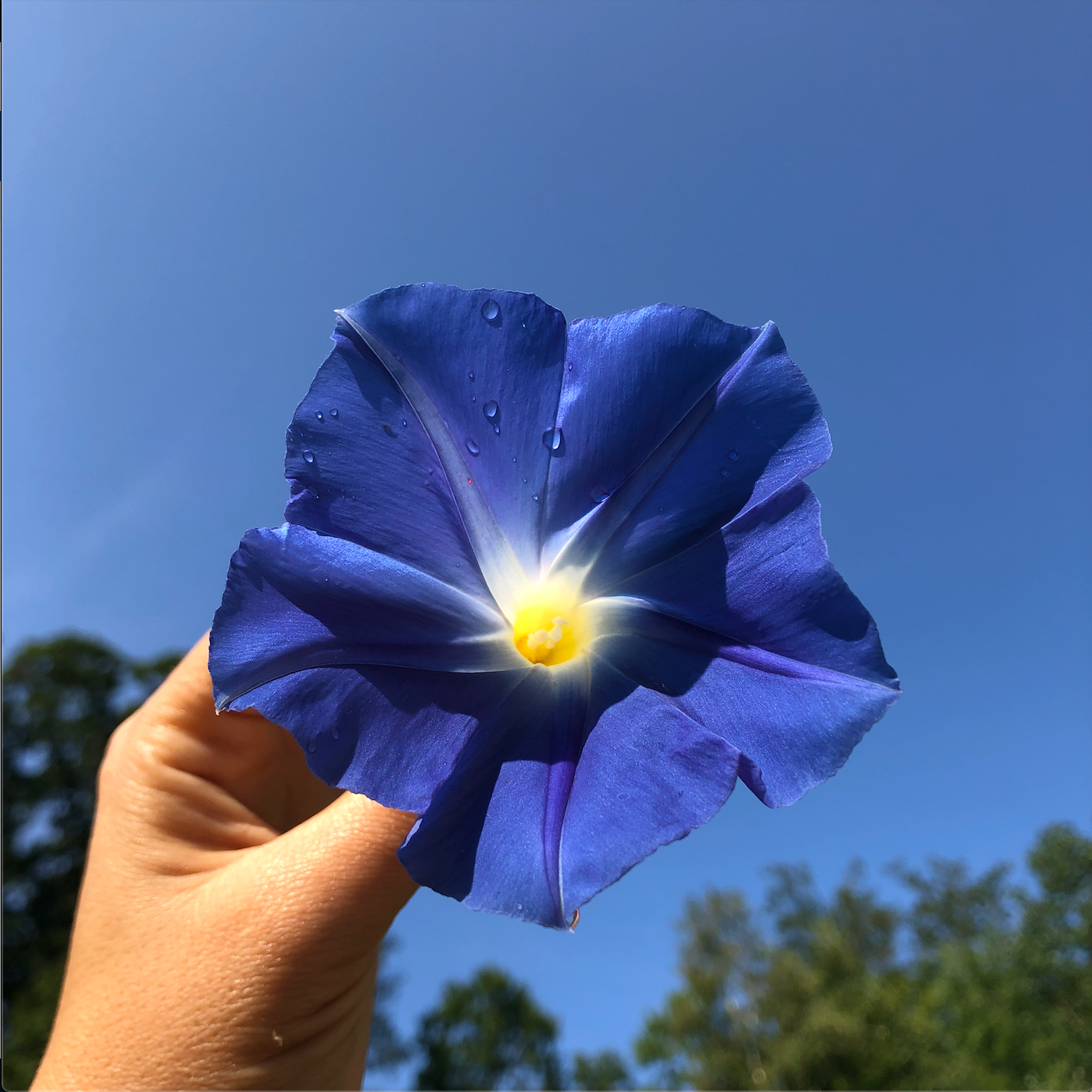 untreated morning glory seeds bulk Heavenly Blue Morning Glory Seeds 300 Seeds