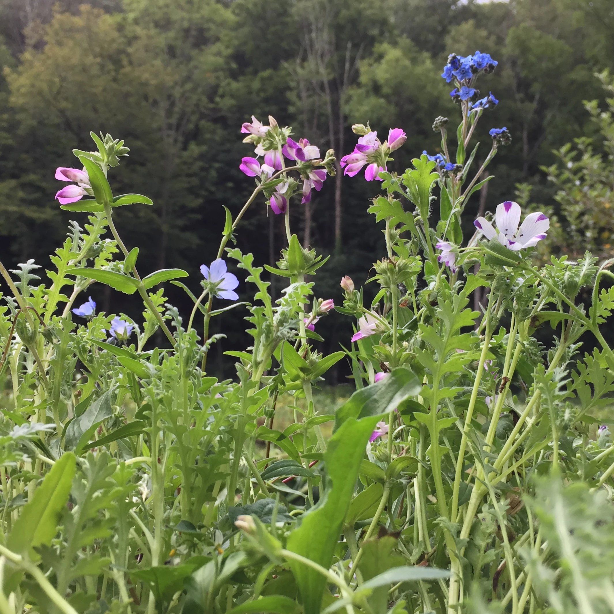 flower seeds that grow in shade Shade Garden Mix Seeds