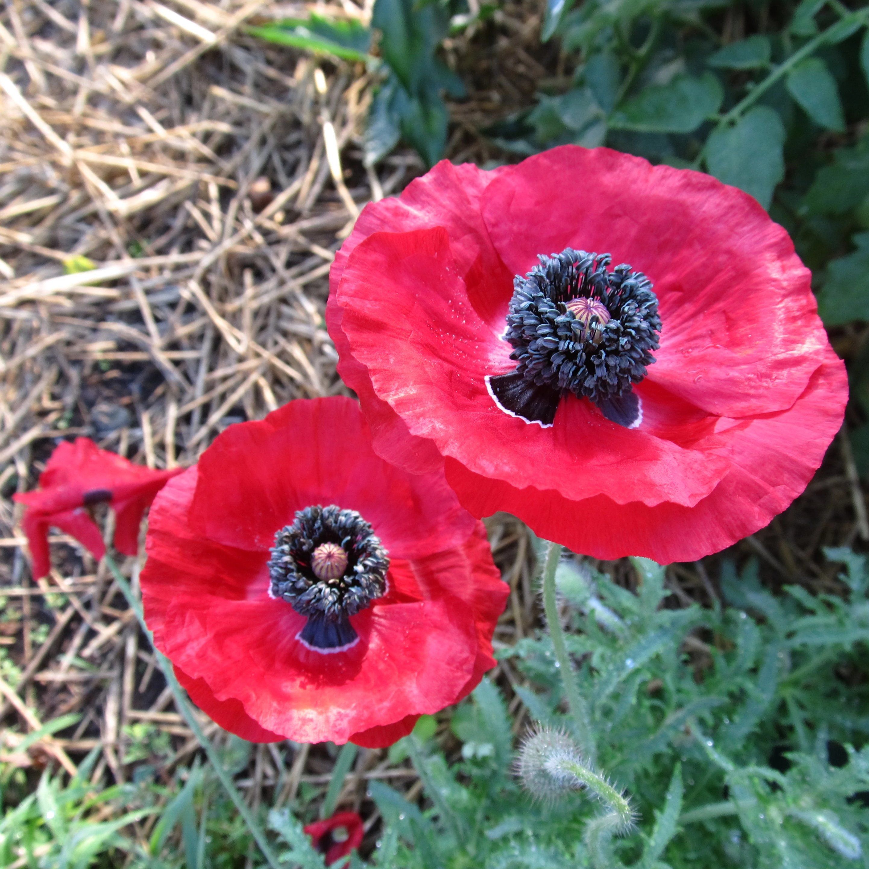 buy poppy seeds to plant Shirley Single Poppy Mix Seeds 250 Seeds