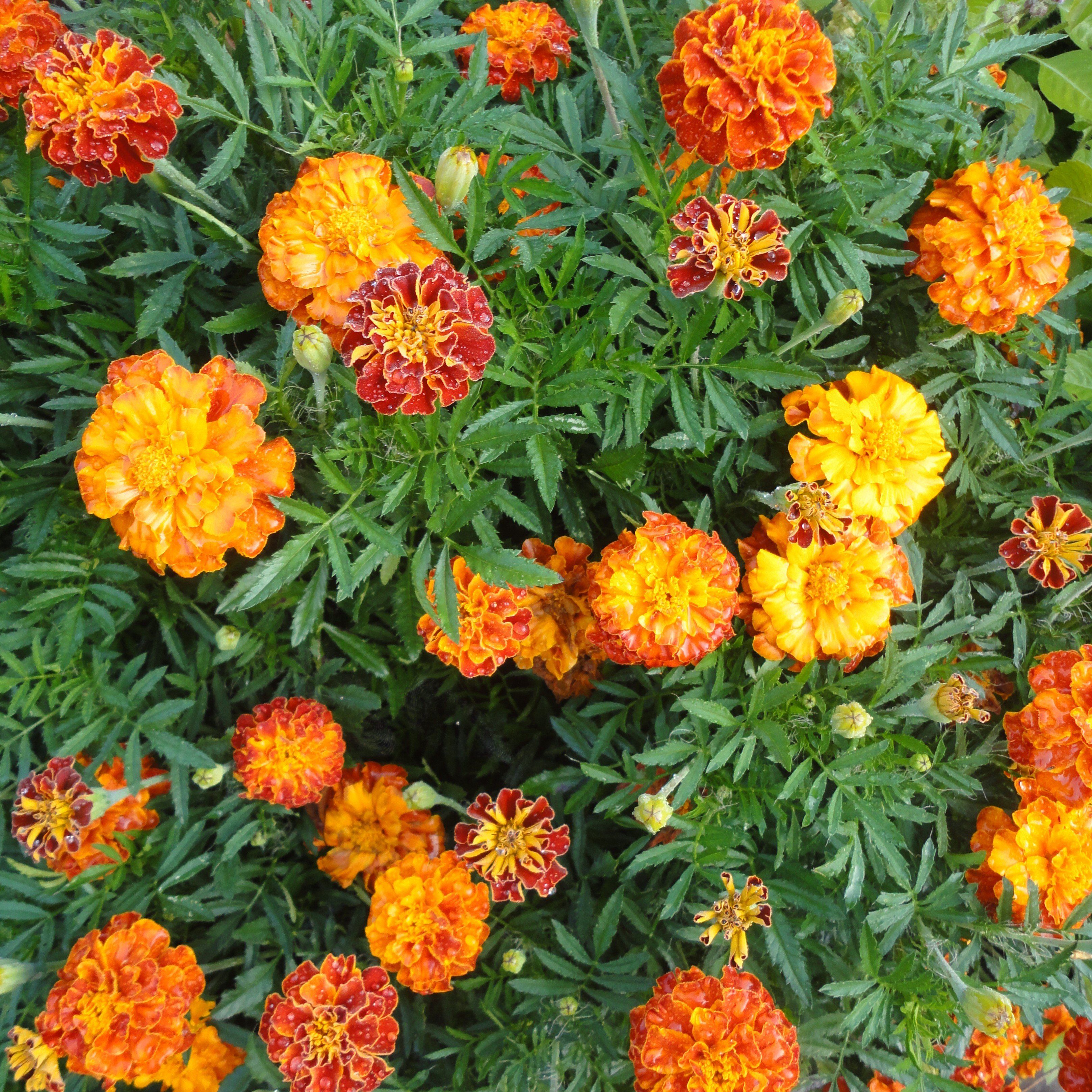 marigold sparky seeds Sparky French Mix Marigold Seeds 1800 Seeds