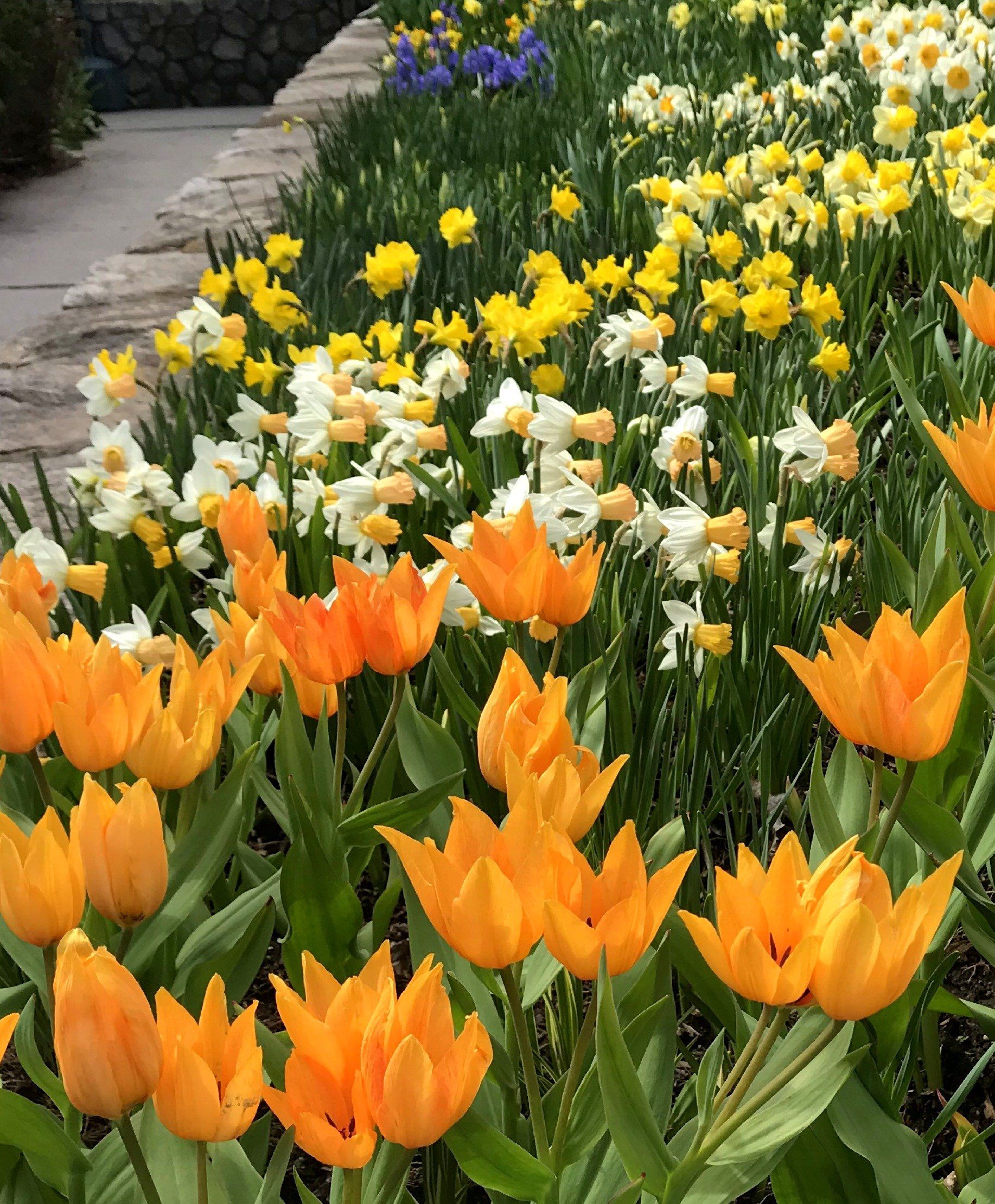 Species Tulip praestans "Shogun" vendor-unknown