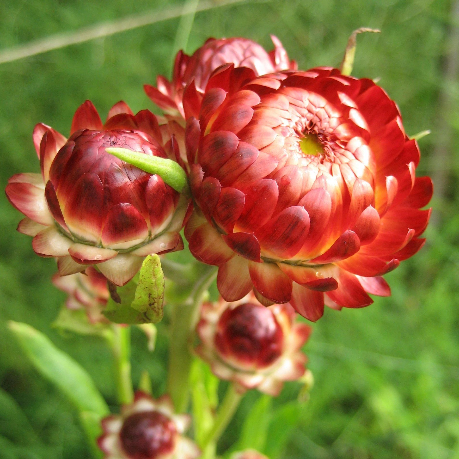 straw flower seeds Hudson Valley Seed Co Strawflower Art Packs Seeds