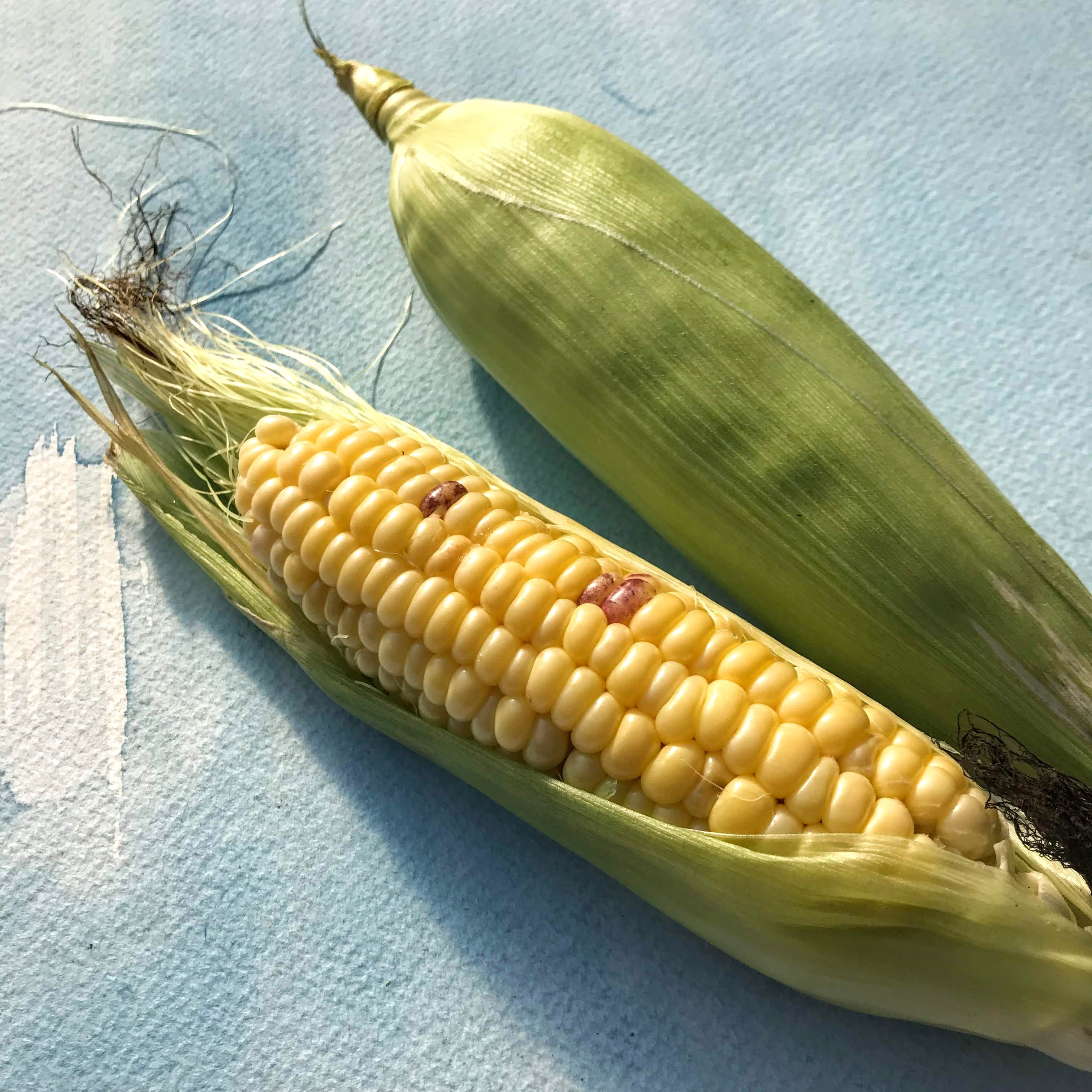 seeds on top of corn plant Top Hat Sweet Corn