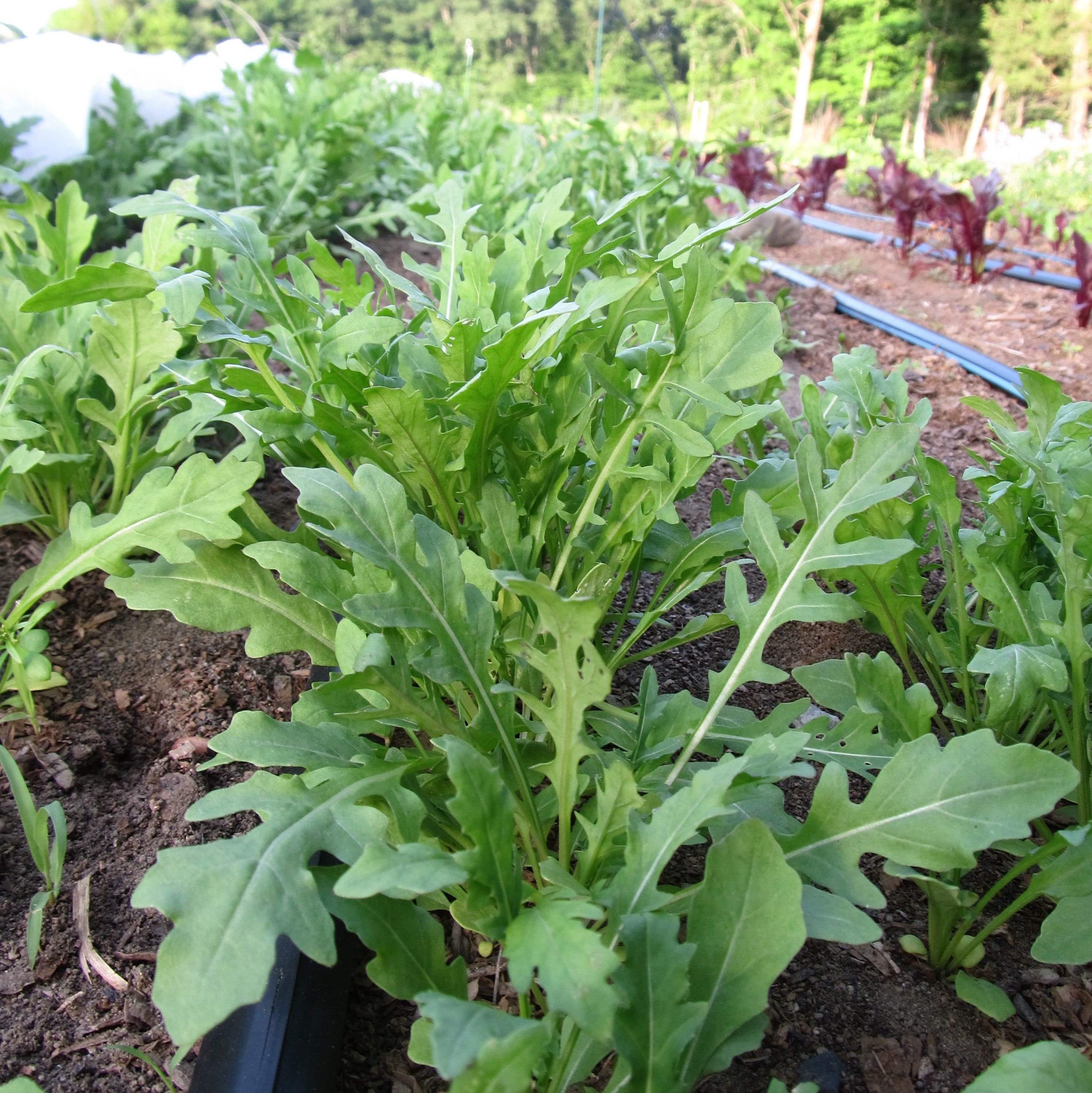 planting arugula seeds outside Wild Arugula