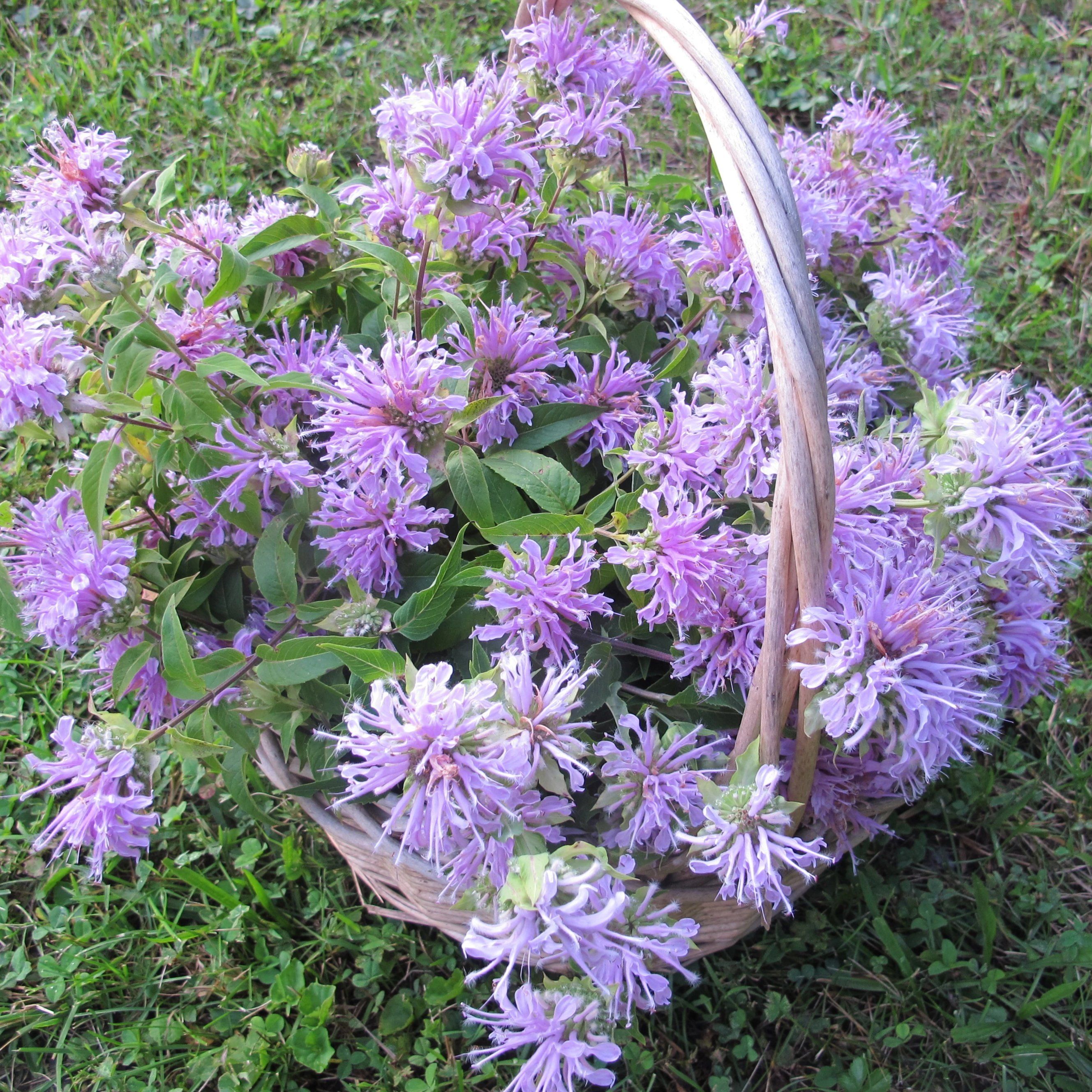 planting wild bergamot seeds Wild Bergamot