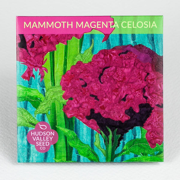 Mammoth Magenta Celosia Art Pack