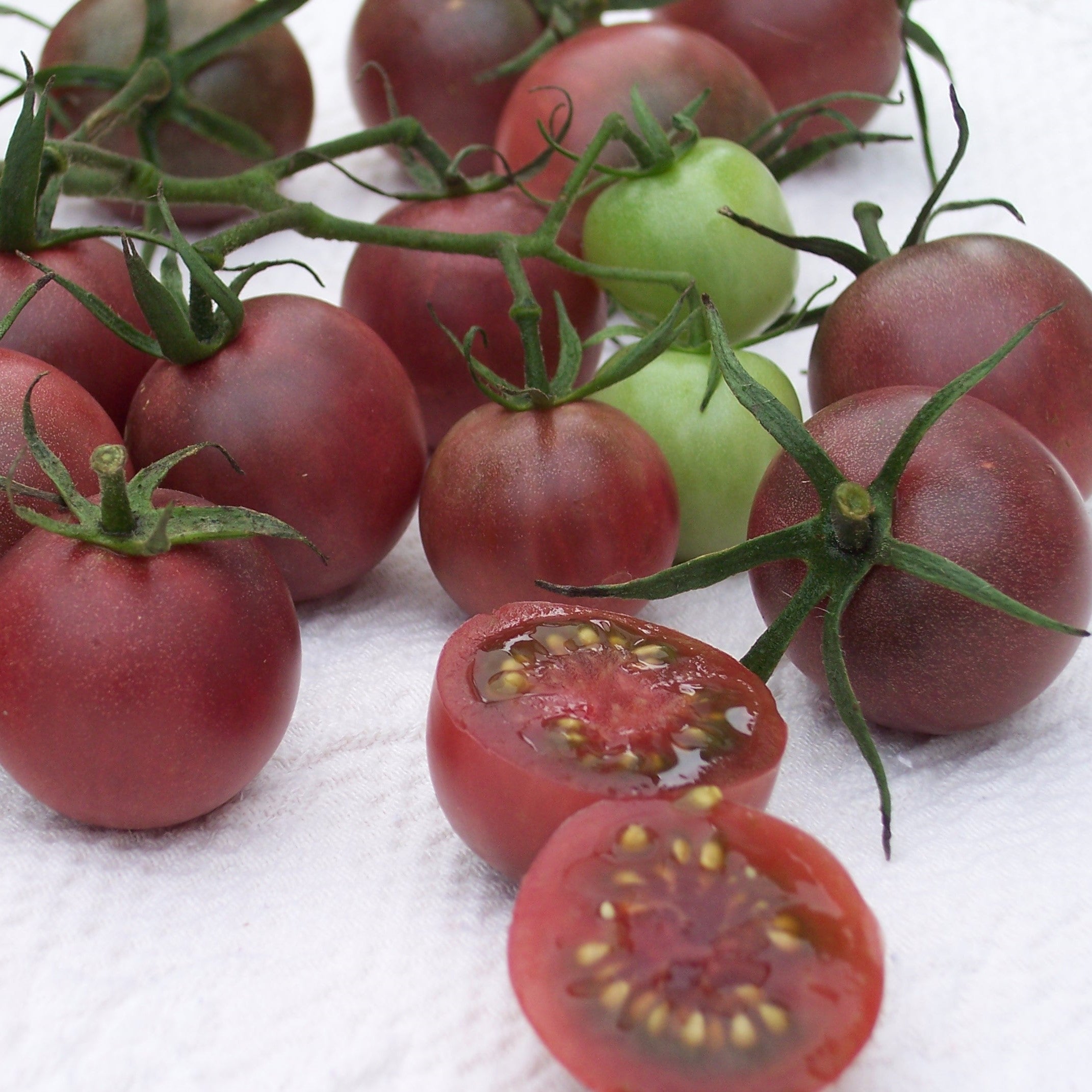 Chocolate Cherry Tomato Seedlings
