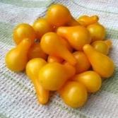 Yellow pear tomato