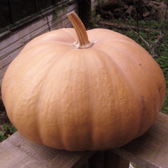 The Story of a Seed: Long Island Cheese Pumpkin