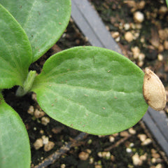 Growing Cucurbits from Seed