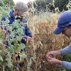 Heirloom, Open-Pollinated, Hybrid... What's the Difference?