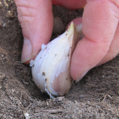 How To Grow Garlic