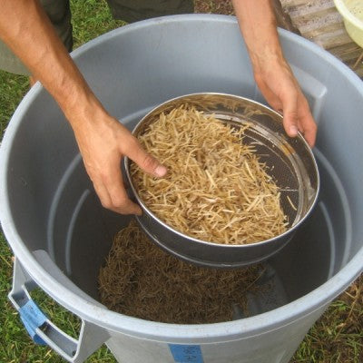 The Joy of Saving Seeds