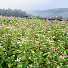 Spring Cover Crops For Your Garden