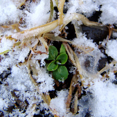 Seed Starting 101: Sowing in the Snow